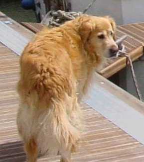 Simba - The Boat-Dog? We think not!
