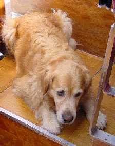 Simba looking very worried (his normal boating state) aboard Kahawi
